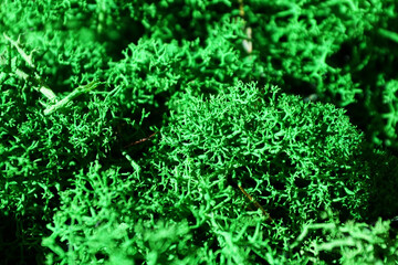 green stabilized preserved moss for ecological interior design close-up