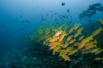School of yellow snappers on the Maldives