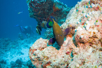 Beautiful hard and soft corals of the Maldives coral reefs