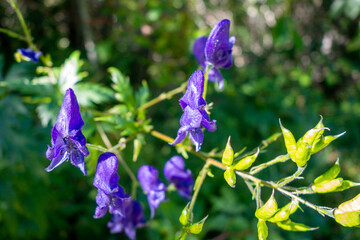 Aconitum variegatum flowers in Vanoise national Park, France