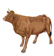 vache laitière, animal, ferme, bétail, blanc,  roux , gazon, agriculture, bétail, boeuf, taureau, champ, alpage, mammifère, isolé, prairie, mollet, lait, nature, rural, vache laitière, vert, domestiqu