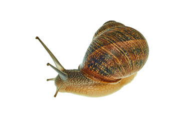 Snail photographed in studio on a white background