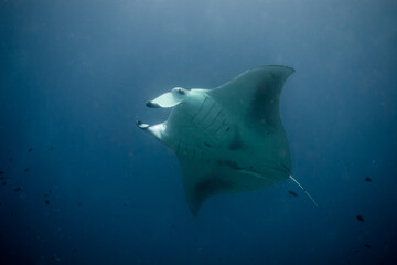 Manta Ray (Mobula alfredi) feeding plankton during a night dive with a source of light in the background - Maldives