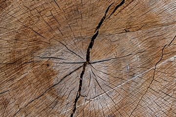 close up of a felled tree trunk