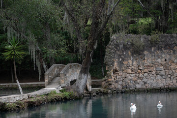 puente y lago con árbol, sin personas.