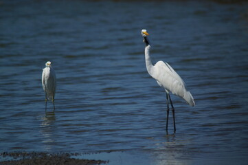
great egret was looking for food on the riverbank