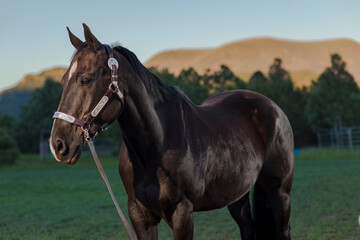 Naklejka premium black beauty horse posing with mountains in backdrop