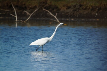 great egret was looking for food on the riverbank