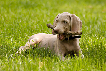 Lovely purebred Weimaraner puppy biting wooden stick on green lawn. Portrait of weimar dog pet...