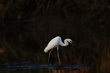 great egret was looking for food on the riverbank