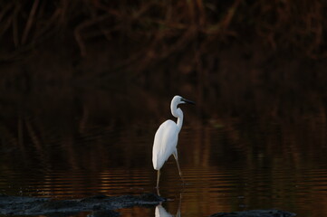 Fototapeta premium great egret was looking for food on the riverbank