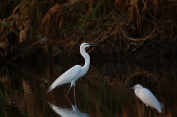 
great egret was looking for food on the riverbank