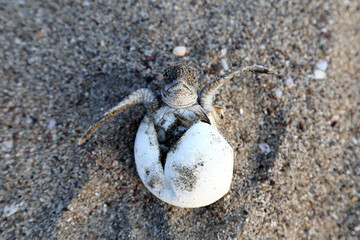 Chelonia Mydas.  Newborn baby black green sea turtle running on the beach sands in Mediterranean Sea.