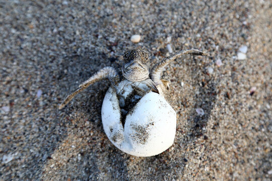 Chelonia Mydas.  Newborn baby black green sea turtle running on the beach sands in Mediterranean Sea.