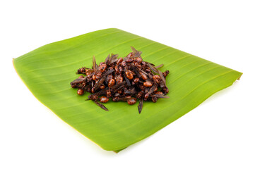 The male subterranean ants on white background