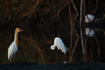 little egret are looking for food in rivers or lakes