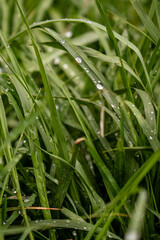 close up de césped con gotas de rocío por lluvia sin personas