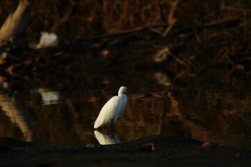 little egret are looking for food in rivers or lakes