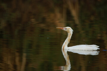Naklejka premium cattle egret are looking for food in rivers or lakes