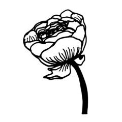 Vector sketch black and white flower. Hand drawn graphic flower on white background. 