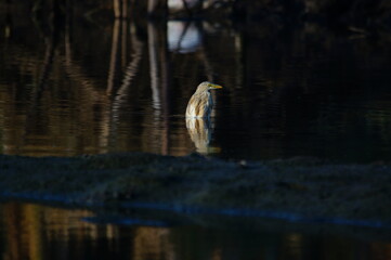 Javan pond heron is in the river looking for food