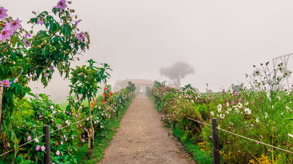 Flores en el mirador de la cada del árbol en Baños, Ecuador
