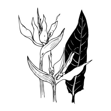 black and white bird of paradise sketch clip art preview