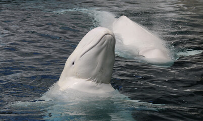 Weißwal - Beluga - Delphinapterus leucas