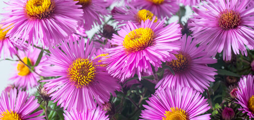 Lilac asters isolated on white and gray background