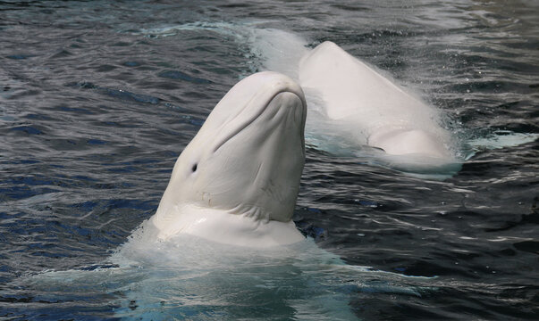 Wei&szlig;wal - Beluga - Delphinapterus leucas