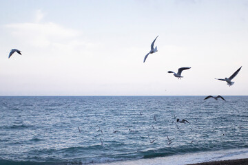 Fototapeta na wymiar A flock of seagulls fly over the blue sea