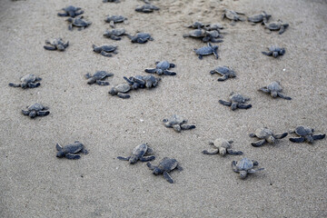 Chelonia Mydas.  Newborn baby black green sea turtle running on the beach sands in Mediterranean Sea.