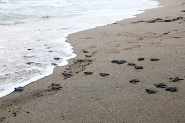 Chelonia Mydas.  Newborn baby black green sea turtle running on the beach sands in Mediterranean Sea.