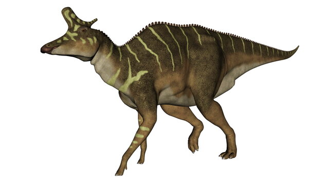 Lambeosaurus dinosaur walking isolated in white background - 3D render