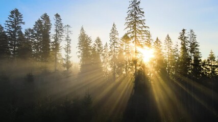 Dark green pine trees in moody spruce forest with sunrise light rays shining through branches in foggy fall mountains. - Powered by Adobe