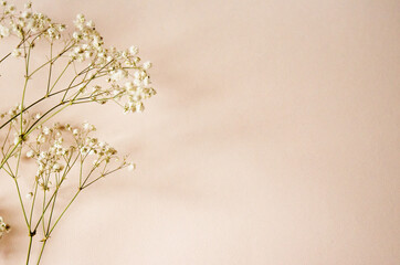 a branch of white small flowers on a pink background