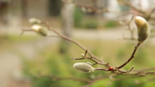Ladybug slowly crawling on branches and buds of white Magnolia HD