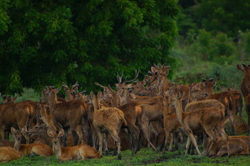 a group of deer in the forest  © PUGUH