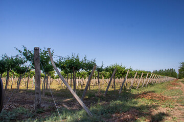 Fototapeta na wymiar vineyards of fresh grapes