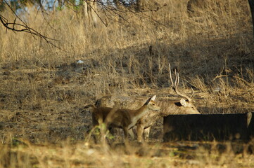 a group of deer in the forest  © PUGUH