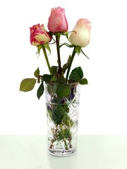 pretty multicolor flowers of rose close up