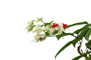 Branch of Clerodendrum with blooming flowers and green leaves. Isolated on white background.