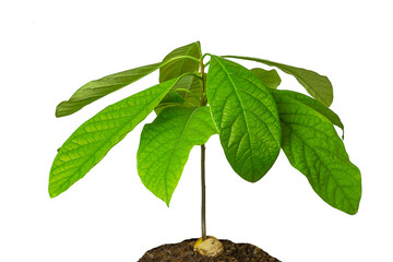 A young avocado plant grows from seed in the ground with wide green leaves. Isolated on white background.