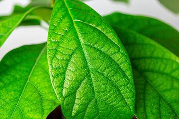 Close-up shot of wide green leaves of young avocado plant with water drops on it against green leaves background