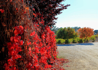 Virginia creeper in a country setting