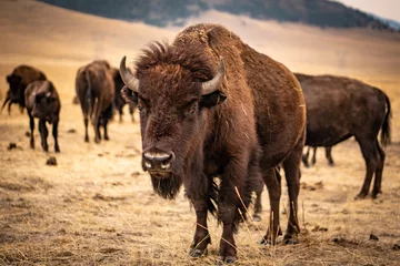 Foto op Canvas moeder bizon © Keegan