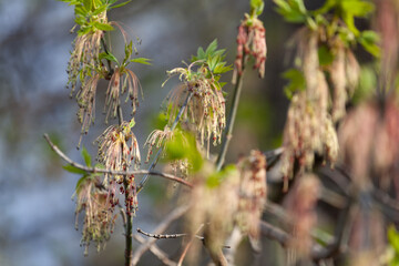 Acer negundo, the box elder, boxelder maple, Manitoba maple or ash-leaved maple, is a species of maple native to North America. It is a fast-growing, short-lived tree with opposite, compound leaves.