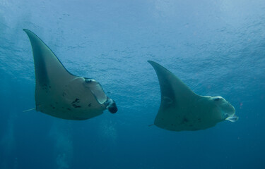 Two Manta Rays (Mobula alfredi) above a coral reef in the Maldives