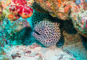 Close up, Macro: Laced moray(Gymnothorax favagineus), underwater foto