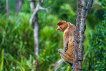 Family of wild Proboscis monkey or Nasalis larvatus, in the rainforest of island Borneo, Malaysia, close up